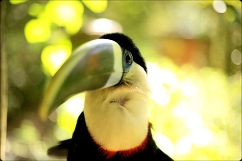 1280x1024 wallpaper | toucan bird | Peakpx