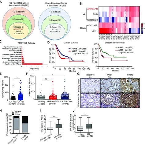 Arhgap Enhanced Lung Metastatic Colonization In Vivo A Arhgap