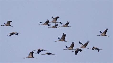 Hohhot Zugvögel kehren aus dem Süden zurück China org cn