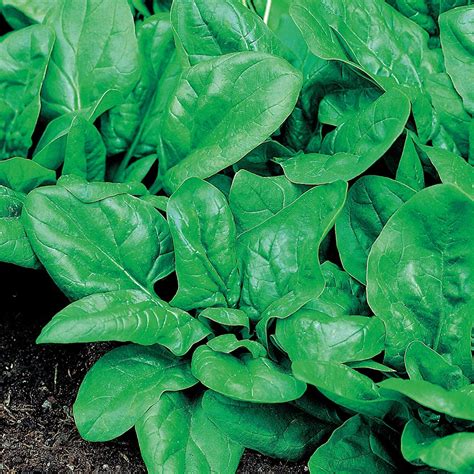 Buy Spinach Matador Organic Seeds Organic Gardening Catalogue