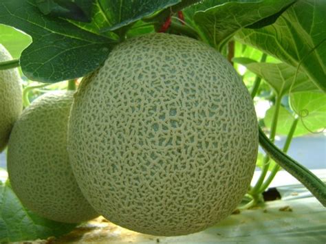 F1 Sugar Summer Hybrid Muskmelon Seeds At Best Price In Indore Rise