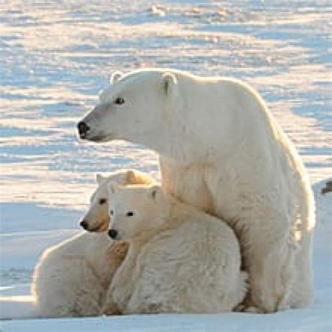 Marathon swims deadly for polar bear cubs | CBC News