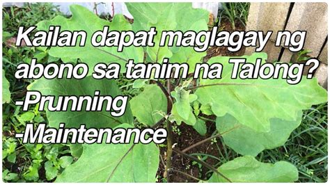 Kailan Dapat Maglagay Ng Abono Sa Tanim Na Talong Paano Ang Tamang Pag