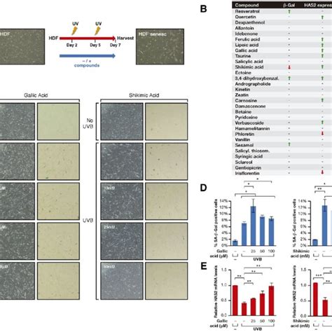 A Srb And Trypan Blue Cell Viability Assays Performed In Cells