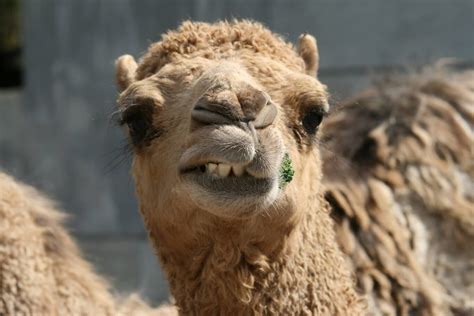 Dromedary Camel