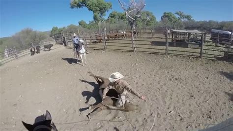 Branding Some Calves At The Shipping Corrals On The Necktie Ranch