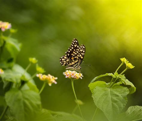 Inseto Borboleta Entomologia Foto Gratuita No Pixabay Pixabay