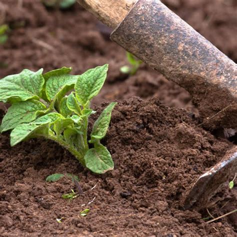 Il Consorzio Consorzio Di Ricerca Sul Rischio Biologico In Agricoltura