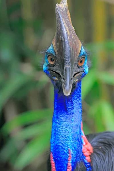 Cassowary Face Stock Photos Royalty Free Cassowary Face Images