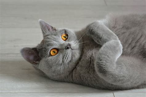 pisica British Shorthair sta pe spate - Toate Animalele