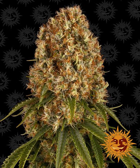 Orange Weed Strains