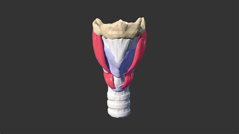 Human Larynx 3d Model By Christopher M Smith Phd Cmi