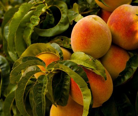 Peachy Keen Benefits Of Peaches