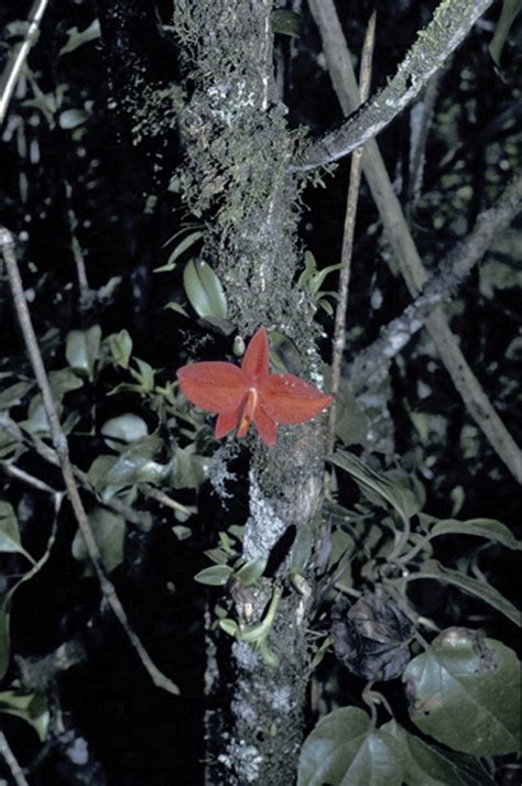 Orchids Current Biology