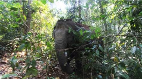 Kawanan Gajah Liar Rusak Kebun Warga Di Pekanbaru