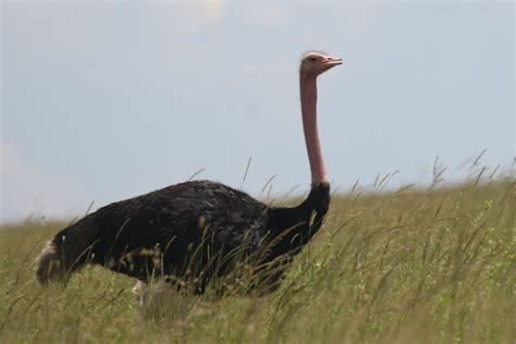 Ebird Checklist Dec Serengeti Np Species