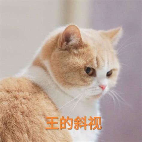 蜜桃猫咪表情包：你说什么就是什么，反正我听不懂人话斜视蜜桃咬人新浪新闻