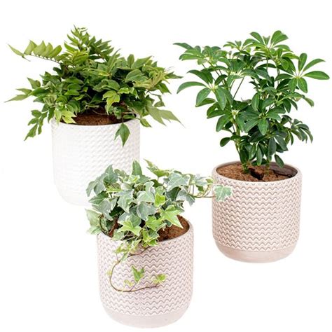 Tropi Co 3 Pack Medium Indoor Plant CRPD202 RONA