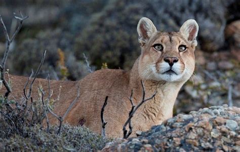 Vida Silvestre Arcioni Premia La Caza De Pumas Y De Zorros En Chubut