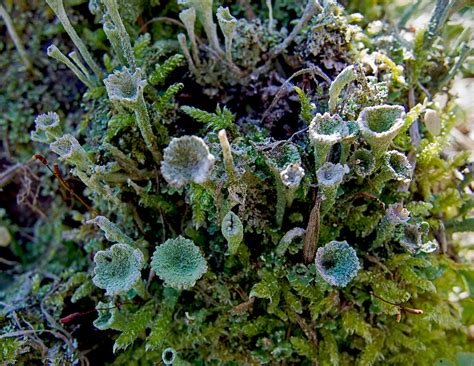 Lesser Sulphur Cup Lichen Lichens Of Banff National Park Les Lichens