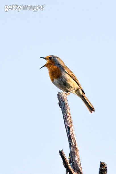 European Robin Perched On A Tree Branch