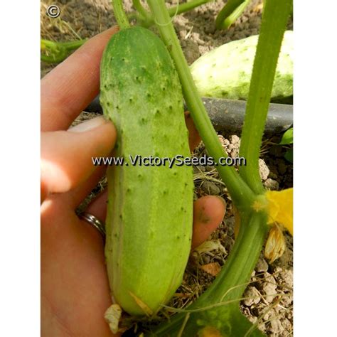 National Pickling Cucumber Victory Seeds® Victory Seed Company