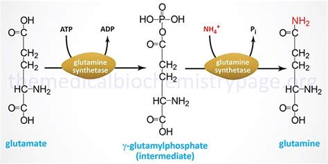 Biosynthesis of Amino Acids