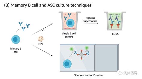 抗体发现中的单个b细胞技术北京华大蛋白质研发中心有限公司