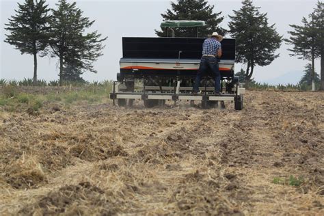 Edomex impulsa el cultivo de amaranto La Jornada Estado de México