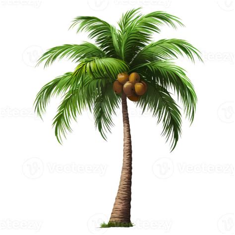 Pin On Coconut