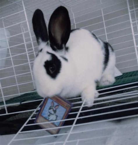 [CARD GORE] Rescue Rabbit (VERY GRAPHIC) : r/yugioh