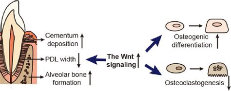 Brief Summary Of The Role Wnt Signaling In Periodontal Biology