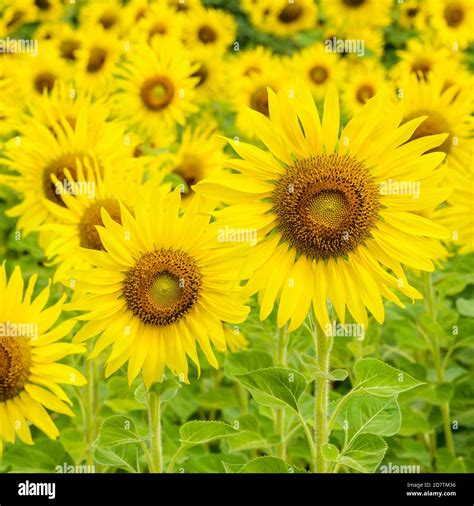 Smell Sunflowers Hi Res Stock Photography And Images Alamy