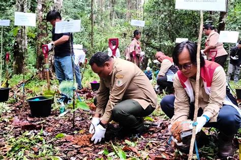 Peringatan Hari Menanam Pohon SKK Migas Pertamina EP Papua Raih