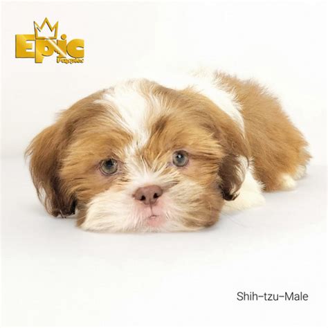 Liver And White Shih Tzu Puppy In Miami Epic Puppies