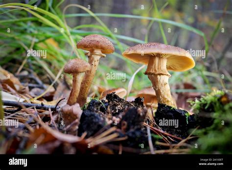 Cosecha De Hongos Hongo De Miel Armillaria Mellea Una Familia De