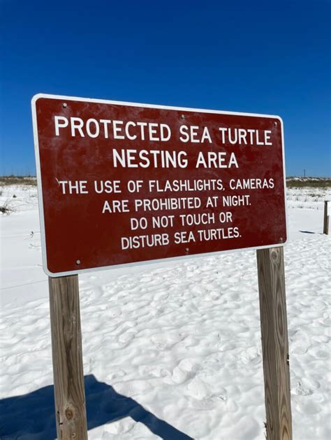 Sea Turtles On Florida Beaches It S Nesting Season