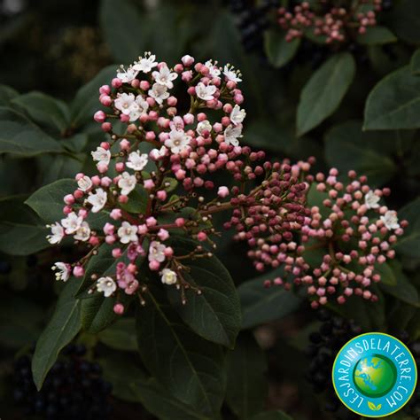 Laurier Tin Viburnum Tinus Gwenllian