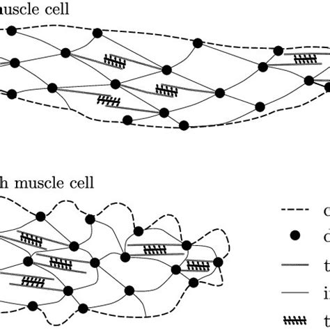 Smooth Muscle Cell Structure