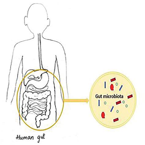 Microbial symbiosis with humans (gut microbiota). | Download Scientific ...