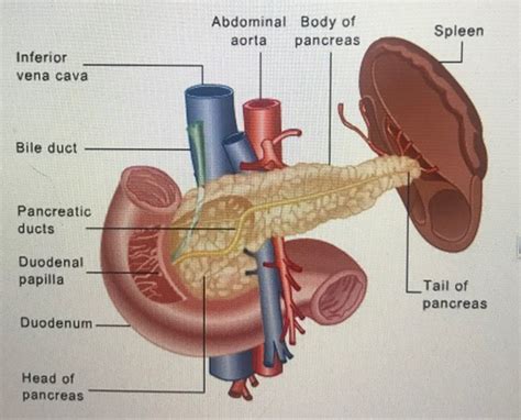 Pancreatic Disorders Exam N Flashcards Quizlet