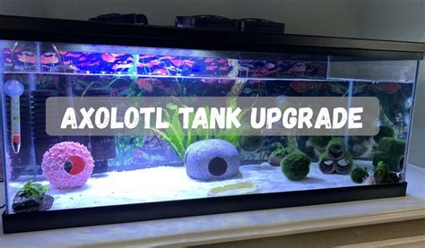 Axolotl Tank Upgrade Gal Live Planted Tank Axolotl Tank Axolotl