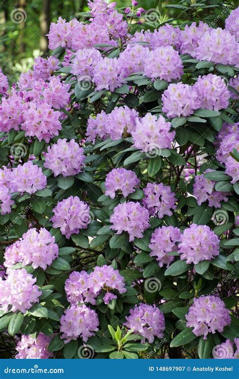 Plantas De Floresc Ncia Na Mola Possa Rododendros Nas Cores Brilhantes