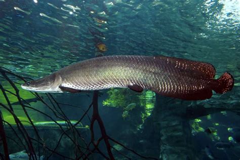 Pirarucu O Maior Peixe De Gua Doce Do Mundo Fatos Desconhecidos