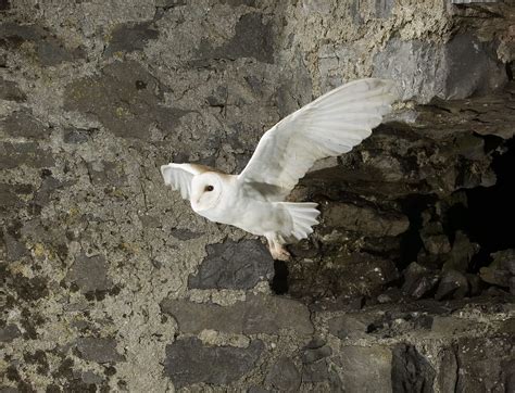 The Wicklow Barn Owl Project With Oran O`sullivan Birdwatch Ireland