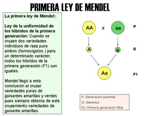 Leyes De Mendel Apuntes Leyes De Mendel Primera Ley De Mendel Ley | The ...