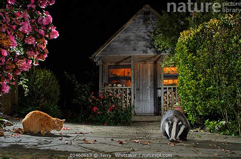 Stock Photo Of Badger Meles Meles And Domestic Cat Feeding Together