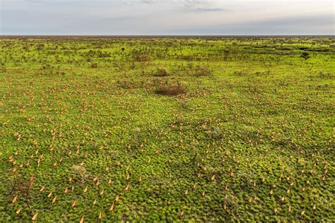 The Great Nile Migration Of South Sudan African Parks