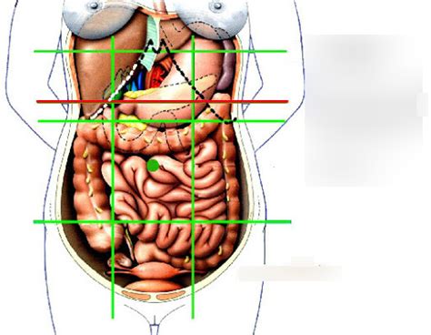 Planche Anatomique Organes Abdomen Planche Anatomique Anatomie The