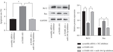 Lncrna Dars As1 Depletes Mir 194 5p And Regulates Oc Cell Behaviors